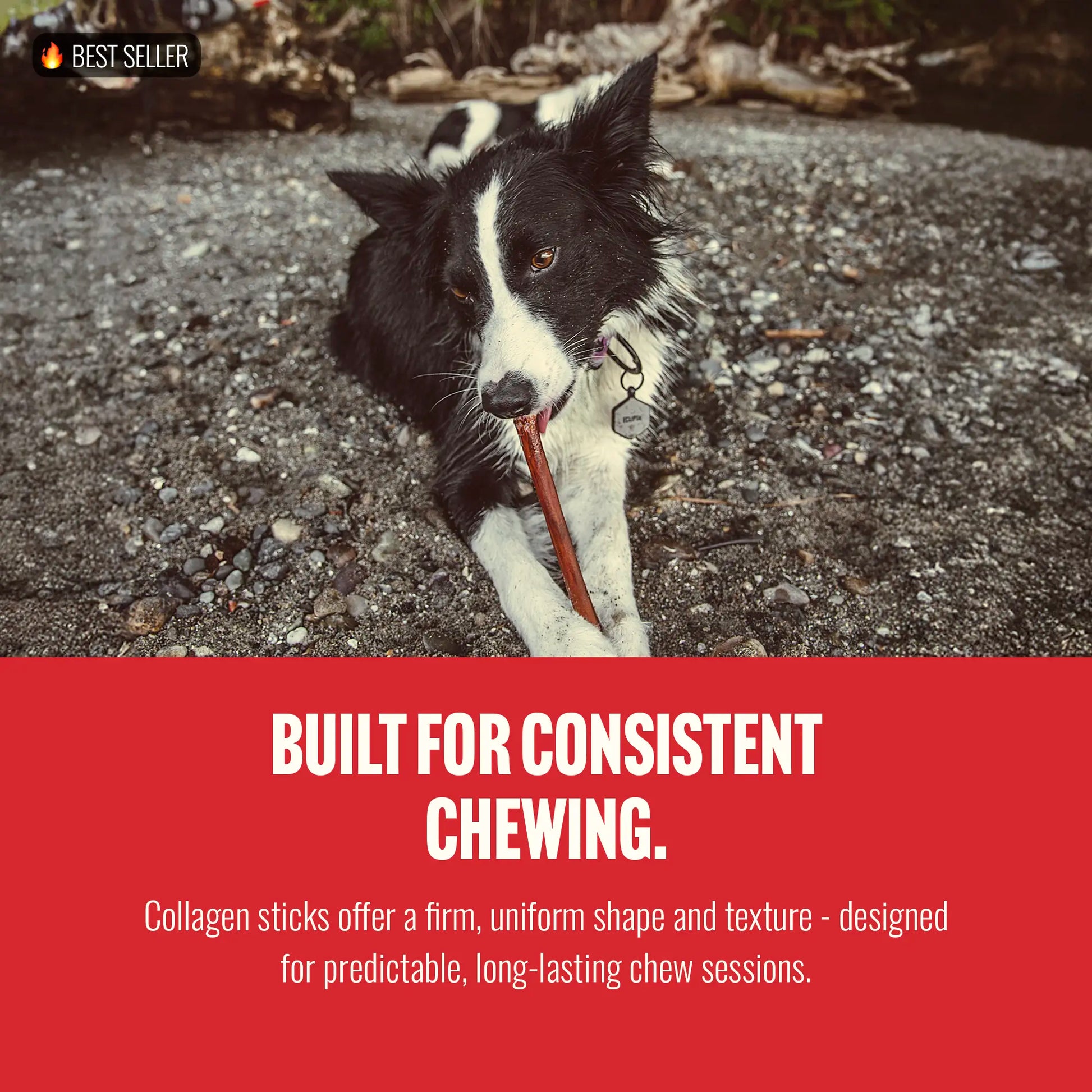 Natural Farm 4 Inch Bully Coated Gourmet Collagen Sticks - 10 Count, 95% Collagen, Premium Beef, Long-Lasting Chew Treats for Dogs